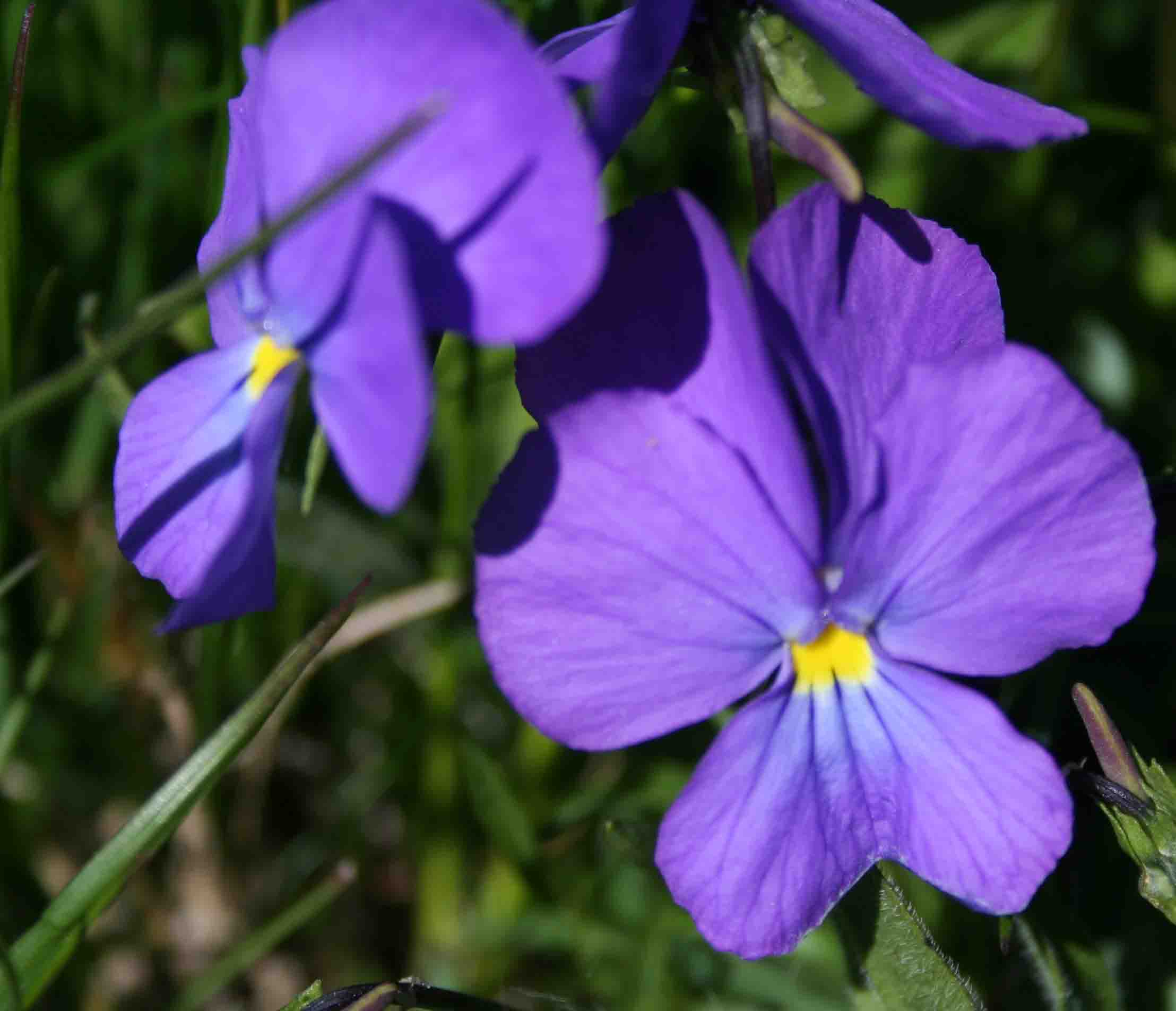 Viola calcarata L. s.l.